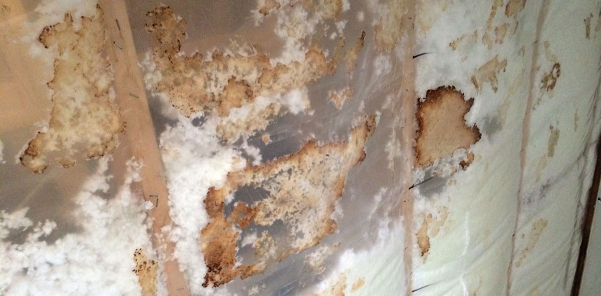 mold in wall